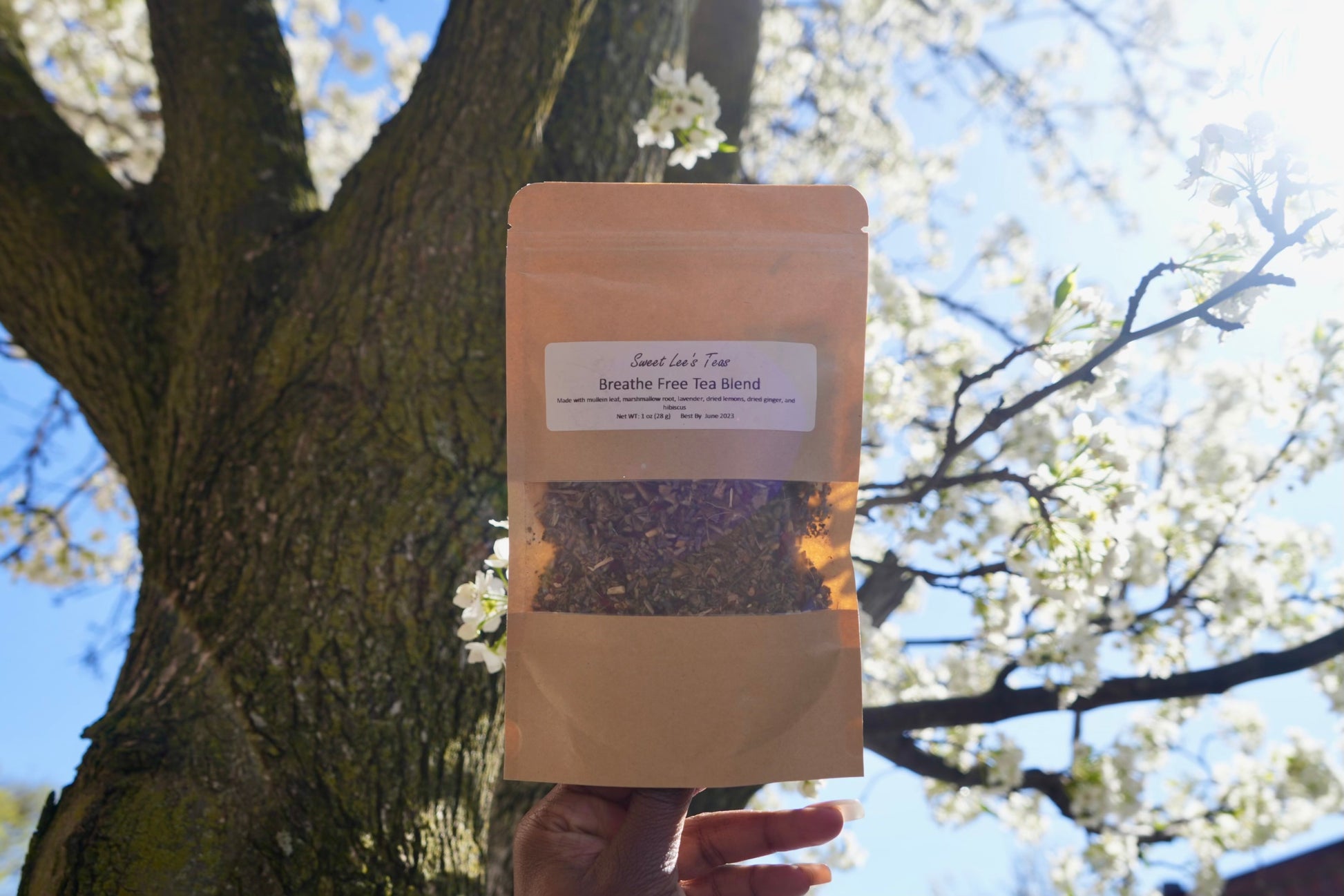 Sweet Lee’s Breathe Free Tea Blend held against a blooming tree, showcasing its herbal ingredients for respiratory support